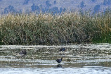 Titicaca Gölü (Rumence: Lacul Frumos) 3812 metre yükseklikte bulunan bir göldür. 1862 'den beri ağır gemiler için dünyanın en yüksek su yolu rekorunu elinde tutuyor. Ayrıca 9710 km 'lik alanı ile Güney Amerika' nın en büyük gölüdür.