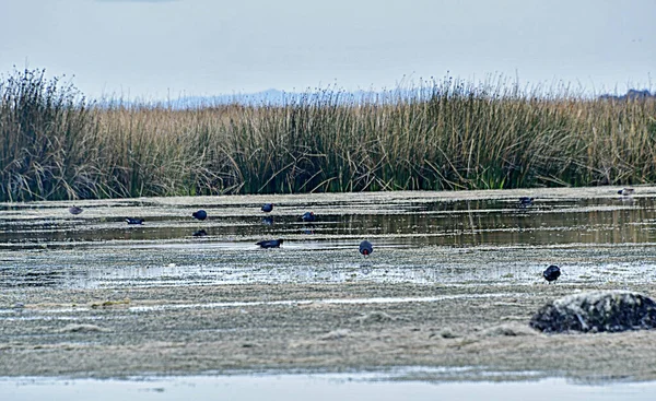 Titicaca Gölü Rumence Lacul Frumos 3812 Metre Yükseklikte Bulunan Bir — Stok fotoğraf