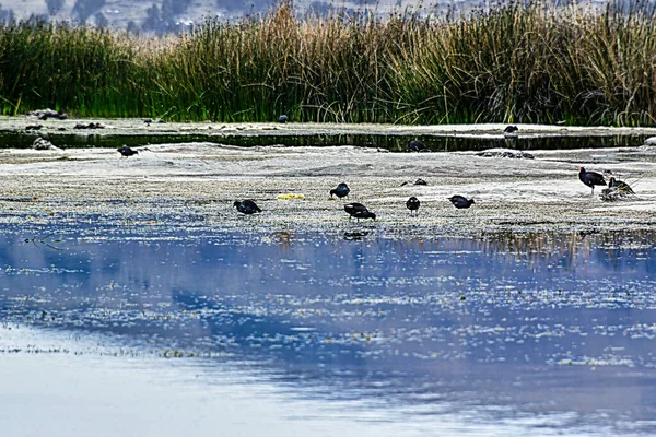 Lacul Frumos Озеро Розташоване Висоті 3812 Над Рівнем Моря 1862 — стокове фото