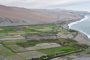 Peru Pasifik sahili, Peru 'nun kuzeyden güneye Pasifik kıyı şeridini takip eden ve böylece And Dağları ile okyanus arasında uzun ve dar bir bölge oluşturan kıyı bölgesidir. Bazı yerler bereketli olsa da