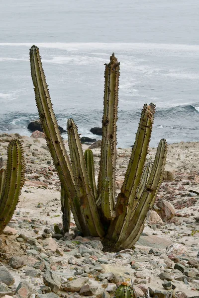 선인장은 Cactaceae 일종으로 127 속으로 구성되어 있으며 카리오 Caryophyllales 종류로 — 스톡 사진