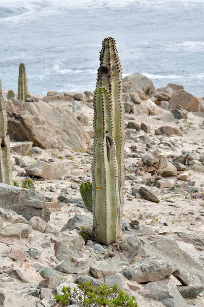 仙人掌是仙人掌科植物科的一员 仙人掌科由127个属和大约1750个已知物种组成 仙人掌茎是由一种高度还原的分枝 即被称为 Areoles 的特殊结构产生的 — 图库照片