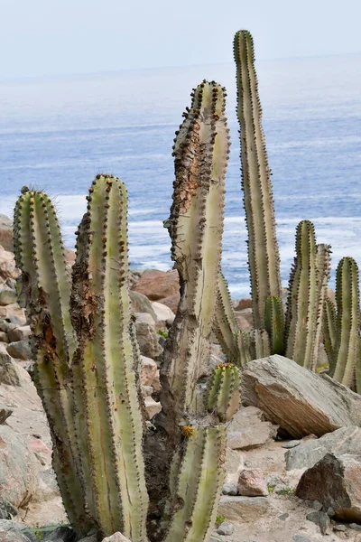 A cactus is a member of the plant family Cactaceae, a family comprising about 127 genera with some 1750 known species of the order Caryophyllales. Cactus spines are produced from specialized structures called areoles, a kind of highly reduced branch.