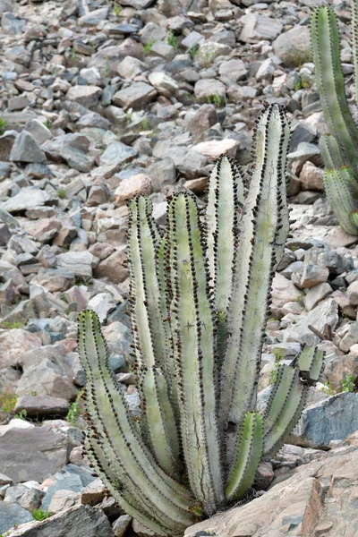 Cactaceae Een Botanische Naam Voor Een Familie Van Tweezaadlobbige Planten — Stockfoto