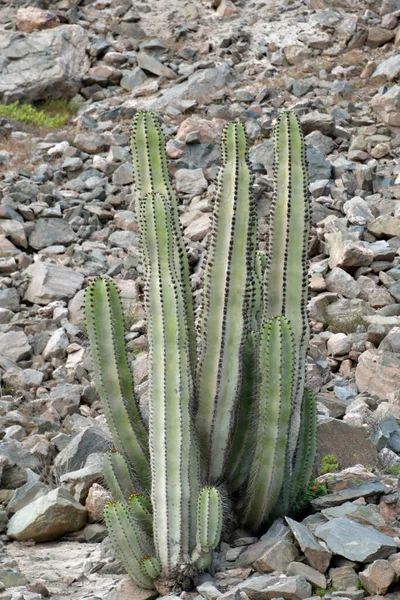 Kaktus Jest Członkiem Rodziny Roślin Cactaceae Rodziny Składającej Się Około — Zdjęcie stockowe