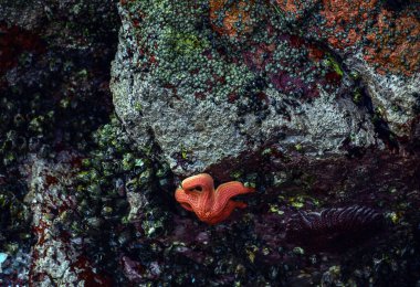 Denizyıldızı ya da denizyıldızı Asteroid sınıfına aittir. Aynı zamanda kırılgan yıldız olarak da bilinir. Dünyadaki tüm okyanuslarda yaşayan 2000 tür vardır: Pasifik, Atlantik, Hindistan, Arktik ve Güney Okyanusu. 