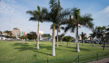 Lima-Peru 'daki palmiye ağaçları Arecaceae familyasından bir ağaçtır ve genellikle tropik bölgelerde yetişir.