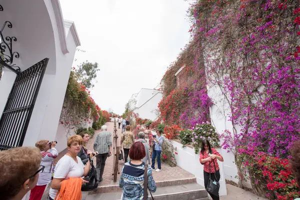 Fleurs Ville Limala Plupart Temps Sur Côte Pacifique Végétation Pérou — Photo