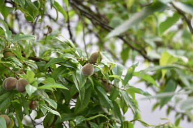 Şeftali, 8 metre yüksekliğe ulaşan bir ağaçtır. Yaprakları kenarlarında hafifçe tırtıklı mızraktır. Genellikle kıllarla kaplı olan meyveler, 4-10 cm çapında, açık yeşil, sarı ve kırmızımsı tonlarında küresel bir şekle sahiptir.