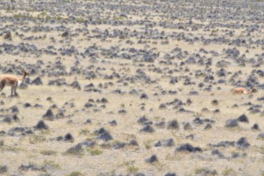 Altiplano ya da And Platosu, Güney Orta Amerika 'da And Dağları' nın en geniş olduğu yerdir. Tibet dışındaki en büyük plato alanıdır. Altiplano 'nun çoğu Bolivya' dadır ama kuzey kısımları Peru 'dadır., 