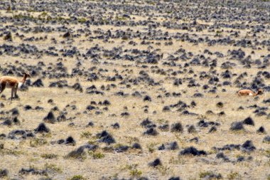 Altiplano ya da And Platosu, Güney Orta Amerika 'da And Dağları' nın en geniş olduğu yerdir. Tibet dışındaki en büyük plato alanıdır. Altiplano 'nun çoğu Bolivya' dadır ama kuzey kısımları Peru 'dadır., 