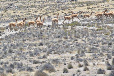 Guanaco (Lama guanicoe), Güney Amerika 'ya özgü bir kamelyadır. Adı Quechua sözcüğünden geliyor huanaco Genç guanakolar chulengos olarak adlandırılır.