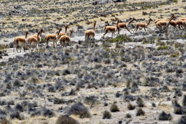 Guanaco (Lama guanicoe), Güney Amerika 'ya özgü bir kamelyadır. Adı Quechua sözcüğünden geliyor huanaco Genç guanakolar chulengos olarak adlandırılır.