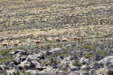 Guanaco (Lama guanicoe), Güney Amerika 'ya özgü bir kamelyadır. Adı Quechua sözcüğünden geliyor huanaco Genç guanakolar chulengos olarak adlandırılır.