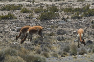 Guanaco (Lama guanicoe), Güney Amerika 'ya özgü bir kamelyadır. Adı Quechua sözcüğünden geliyor huanaco Genç guanakolar chulengos olarak adlandırılır.