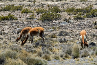 Guanaco (Lama guanicoe), Güney Amerika 'ya özgü bir kamelyadır. Adı Quechua sözcüğünden geliyor huanaco Genç guanakolar chulengos olarak adlandırılır.