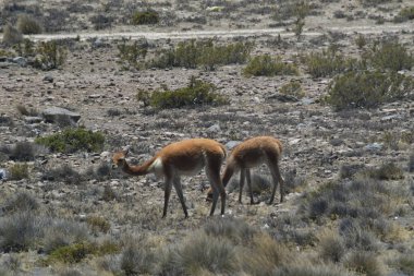 Guanaco (Lama guanicoe), Güney Amerika 'ya özgü bir kamelyadır. Adı Quechua sözcüğünden geliyor huanaco Genç guanakolar chulengos olarak adlandırılır.