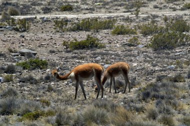 Guanaco (Lama guanicoe), Güney Amerika 'ya özgü bir kamelyadır. Adı Quechua sözcüğünden geliyor huanaco Genç guanakolar chulengos olarak adlandırılır.