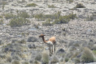 Guanaco (Lama guanicoe), Güney Amerika 'ya özgü bir kamelyadır. Adı Quechua sözcüğünden geliyor huanaco Genç guanakolar chulengos olarak adlandırılır.