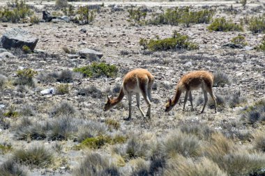 Guanaco (Lama guanicoe), Güney Amerika 'ya özgü bir kamelyadır. Adı Quechua sözcüğünden geliyor huanaco Genç guanakolar chulengos olarak adlandırılır.
