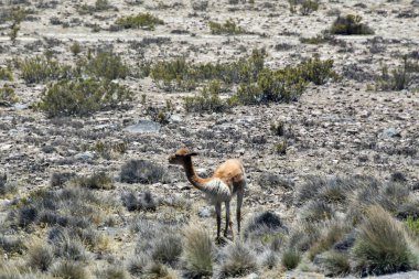 Guanaco (Lama guanicoe), Güney Amerika 'ya özgü bir kamelyadır. Adı Quechua sözcüğünden geliyor huanaco Genç guanakolar chulengos olarak adlandırılır.