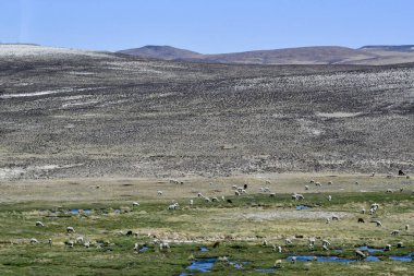 Altiplano ya da And Platosu, Güney Orta Amerika 'da And Dağları' nın en geniş olduğu yerdir. Tibet dışındaki en büyük plato alanıdır. Altiplano 'nun çoğu Bolivya' dadır ama kuzey kısımları Peru 'dadır....