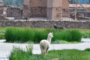 AltiplanoLama (Lama gama), Kolombiya öncesi zamanlardan beri et, yün ve nakliye hayvanlarında yaygın olarak kullanılan evcilleştirilmiş bir Güney Amerika kamelyasıdır. Çok sosyal hayvanlardır ve sürülerde yaşarlar.