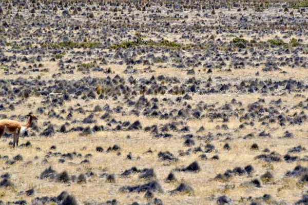 Altiplano Platosu Güney Orta Amerika Dağları Nın Geniş Olduğu Yerdir — Stok fotoğraf