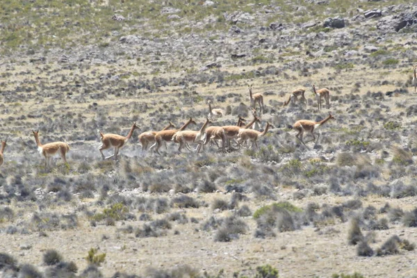 Guanaco Lama Guanicoe Camélido Nativo América Del Sur Estrechamente Relacionado — Foto de Stock