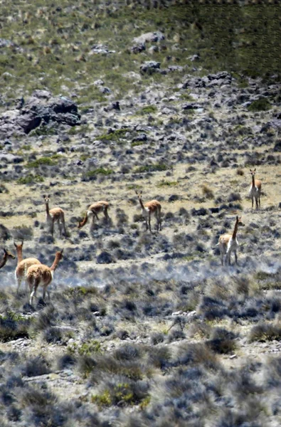 Der Guanaco Lama Guanicoe Ist Ein Kameliden Aus Südamerika Der — Stockfoto
