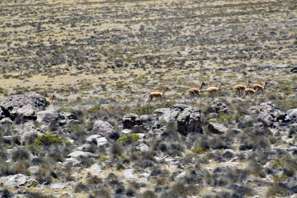 Guanaco Lama Guanicoe Camélido Nativo América Del Sur Estrechamente Relacionado — Foto de Stock