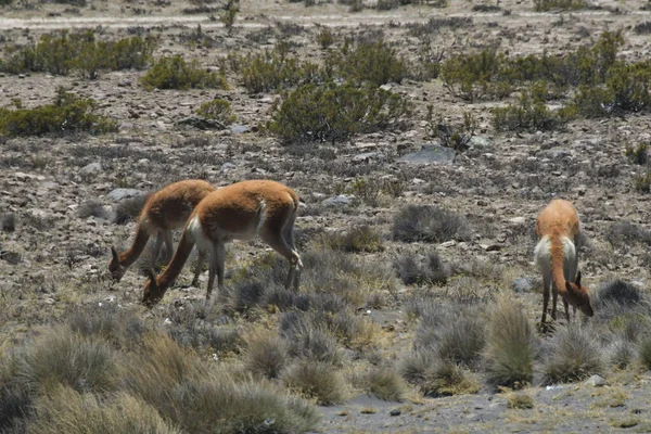 Guanaco Lama Guanicoe Camélido Nativo América Del Sur Estrechamente Relacionado — Foto de Stock