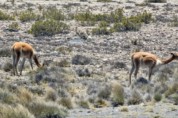 Guanaco Lama Guanicoe Camélido Nativo América Del Sur Estrechamente Relacionado — Foto de Stock