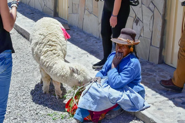 Altiplanolama Lama Gama Kolombiya Öncesi Zamanlardan Beri Yün Nakliye Hayvanlarında — Stok fotoğraf