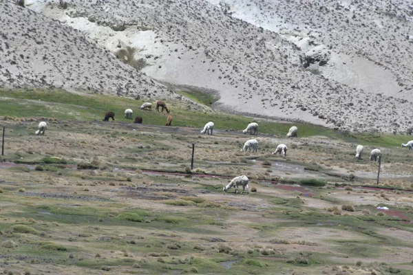 Altiplanolama Lama Gama Kolombiya Öncesi Zamanlardan Beri Yün Nakliye Hayvanlarında — Stok fotoğraf