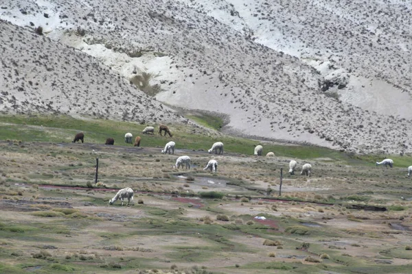 Altiplanolama Lama Gama Kolombiya Öncesi Zamanlardan Beri Yün Nakliye Hayvanlarında — Stok fotoğraf