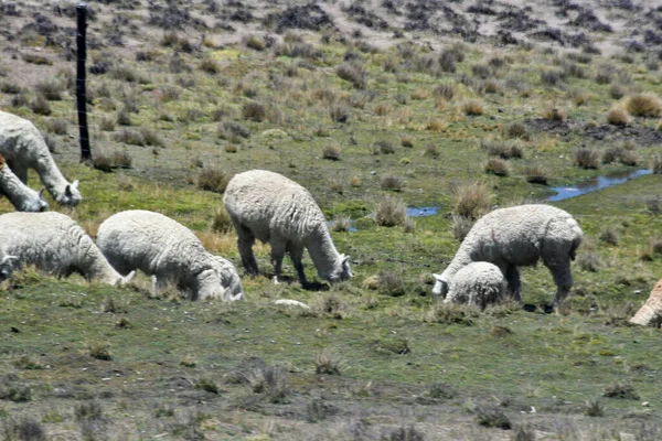 Altiplanolama Lama Gama Kolombiya Öncesi Zamanlardan Beri Yün Nakliye Hayvanlarında — Stok fotoğraf