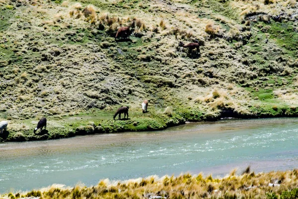 Peru Dağları Nın Yüksek Altiplanosundaki Göller Colca Vadisi Sadece Kanyon — Stok fotoğraf