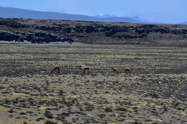 Altiplano Platosu Güney Orta Amerika Dağları Nın Geniş Olduğu Yerdir — Stok fotoğraf