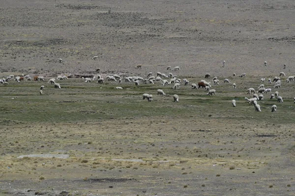 Altiplanolama Lama Gama Kolombiya Öncesi Zamanlardan Beri Yün Nakliye Hayvanlarında — Stok fotoğraf