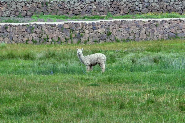 Domestic Llama Lama Glama Altiplanolama Lama Glama Domesticated South American — Stock Photo, Image