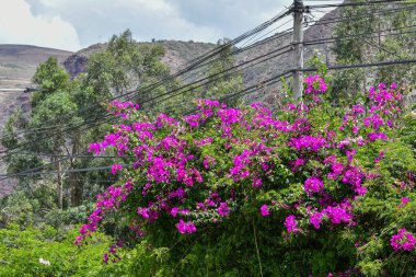 Parlak renkli Peru çiçekleri - Kutsal Vadi - Wayra Urubambais dağlara bakan parlak renkli çiçeklerle ve Kutsal Vadi 'nin büyüleyici bahçeleriyle geniş bir alan.