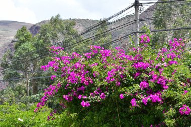Parlak renkli Peru çiçekleri - Kutsal Vadi - Wayra Urubambais dağlara bakan parlak renkli çiçeklerle ve Kutsal Vadi 'nin büyüleyici bahçeleriyle geniş bir alan.