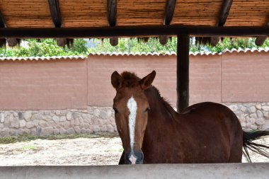 Paso Peru atı dört vuruşta eşsiz yanal hareketi nedeniyle Paso Peruan atı dünyanın en hafif biniş yolculuğuna sahiptir. Aynı zamanda en çok göze çarpan atlardan biridir. Hareket etmesini sağlayan gurur ve enerji sayesinde.....