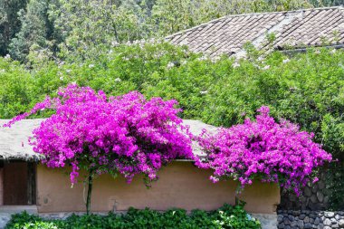 Parlak renkli Peru çiçekleri - Kutsal Vadi - Wayra Urubambais dağlara bakan parlak renkli çiçeklerle ve Kutsal Vadi 'nin büyüleyici bahçeleriyle geniş bir alan.