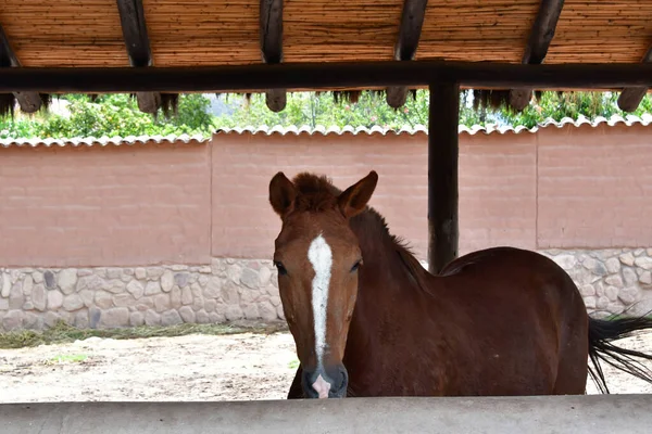 Paso Peruvian horseDue to its unique lateral movement in four strokes, the Paso Peruan horse has the lightest riding journey in the world. It is also one of the horses that stands out best, due to the pride and energy that determines it to move....