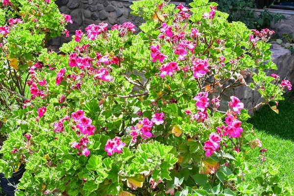 Jaskrawo Kolorowe Peruwiańskie Kwiaty Święta Dolina Wayra Urubambais Duża Przestrzeń — Zdjęcie stockowe