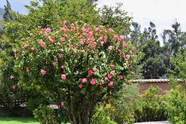 Farbenfrohe Peruanische Blumen Heiliges Tal Wayra Urubambaist Ein Großer Raum — Stockfoto