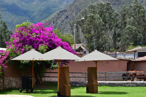 Flores Peruanas Coloridas Vale Sagrado Wayra Urubambais Grande Espaço Com — Fotografia de Stock