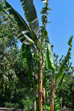Yauca nehir vadisindeki muz bitkisi, büyüklüğü ve yapısı nedeniyle sık sık bir ağaçla karıştırılan Musa cinsinin bitkisel bitkisidir. Meyveleri için yetiştirilir. Muz ağacı Musace 'ın bir parçasıdır.